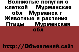 Волнистые попугаи с клеткой. - Мурманская обл., Мурманск г. Животные и растения » Птицы   . Мурманская обл.